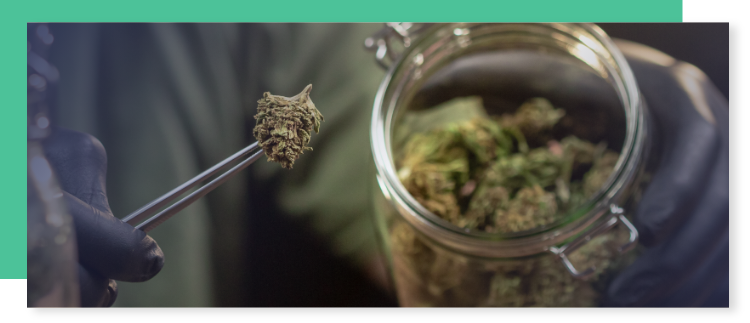 Cannabis finished stock cannabis finished stock