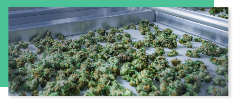 Harvested Cannabis Material Harvested Cannabis Material